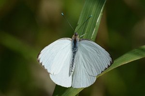 076 2015-01150582 Everglades NP, FL